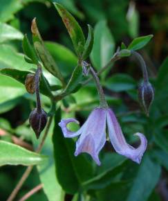 Fotografia da espécie Clematis viticella