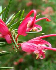 Fotografia da espécie Grevillea juniperina