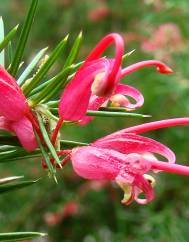 Grevillea juniperina