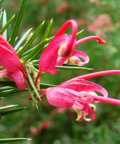 Fotografia da espécie Grevillea juniperina