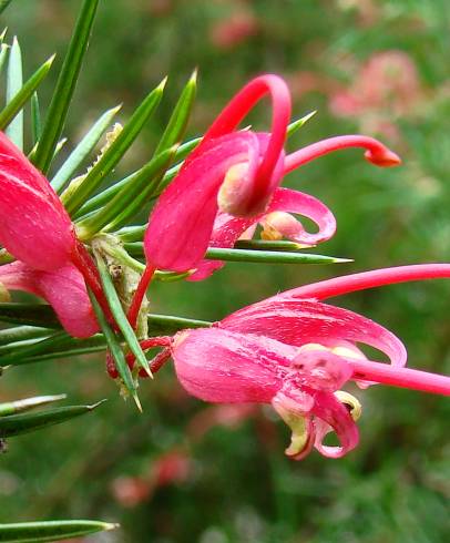 Fotografia de capa Grevillea juniperina - do Jardim Botânico