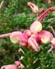 Fotografia da espécie Grevillea lanigera