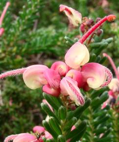 Fotografia da espécie Grevillea lanigera