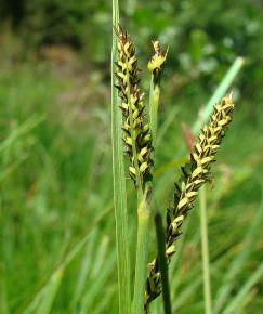 Fotografia da espécie Carex elata