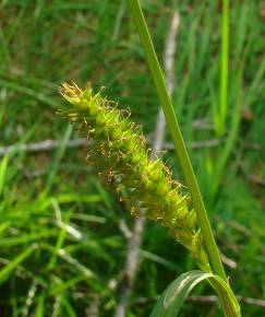 Fotografia da espécie Carex flacca