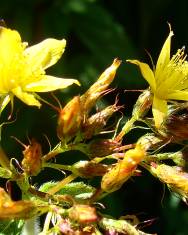 Fotografia da espécie Hypericum tomentosum