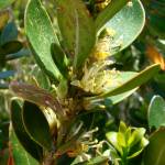 Fotografia 6 da espécie Buxus balearica do Jardim Botânico UTAD