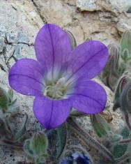 Fotografia da espécie Campanula mollis