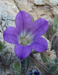 Campanula mollis