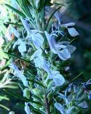 Fotografia da espécie Rosmarinus officinalis var. officinalis