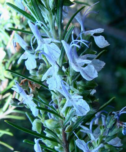 Fotografia de capa Rosmarinus officinalis var. officinalis - do Jardim Botânico