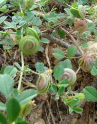 Medicago doliata