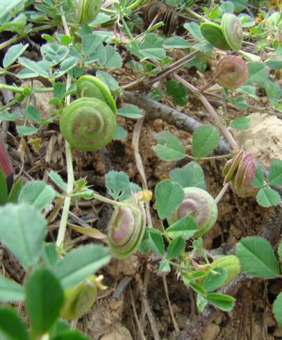 Fotografia de capa Medicago doliata - do Jardim Botânico