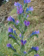 Fotografia da espécie Echium vulgare subesp. pustulatum