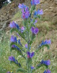 Echium vulgare subesp. pustulatum