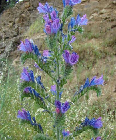 Fotografia de capa Echium vulgare subesp. pustulatum - do Jardim Botânico