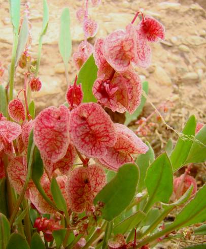 Fotografia de capa Rumex cyprius - do Jardim Botânico