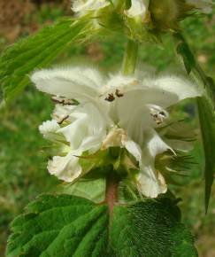 Fotografia da espécie Lamium album