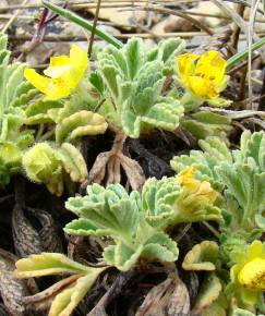 Fotografia da espécie Potentilla cinerea