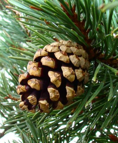 Fotografia de capa Pinus nigra - do Jardim Botânico