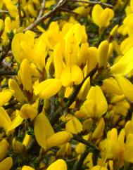 Genista scorpius