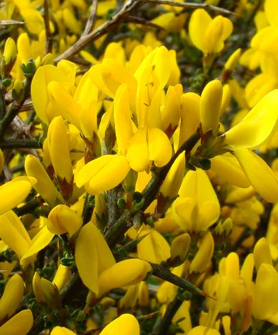 Fotografia de capa Genista scorpius - do Jardim Botânico