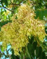 Fotografia da espécie Ailanthus altissima