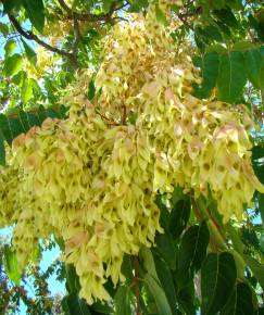 Fotografia da espécie Ailanthus altissima