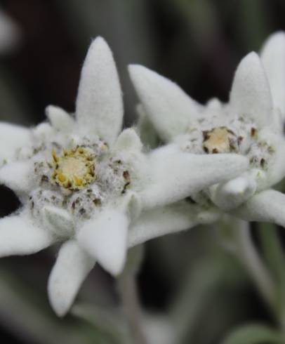 Fotografia de capa Leontopodium alpinum - do Jardim Botânico