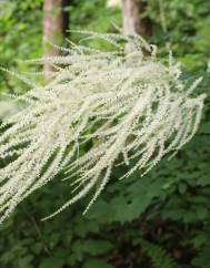 Aruncus dioicus