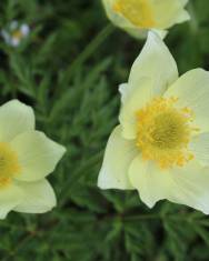 Fotografia da espécie Anemone alpina subesp. apiifolia