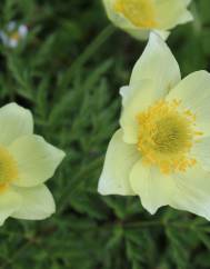 Anemone alpina subesp. apiifolia