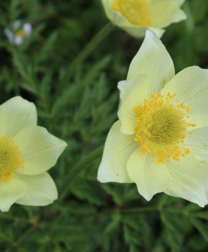 Fotografia de capa Anemone alpina subesp. apiifolia - do Jardim Botânico