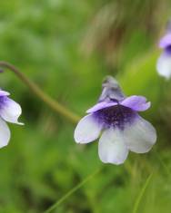 Fotografia da espécie Pinguicula vulgaris