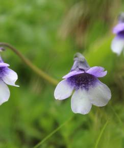 Fotografia da espécie Pinguicula vulgaris