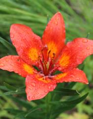 Lilium bulbiferum subesp. croceum