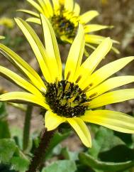 Arctotheca calendula