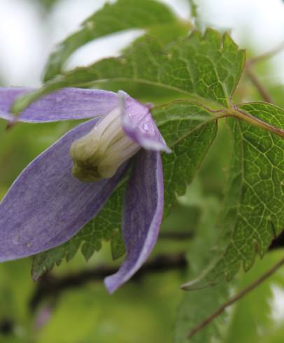 Fotografia de capa Clematis alpina - do Jardim Botânico