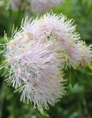 Thalictrum aquilegiifolium