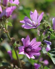 Fotografia da espécie Malva neglecta