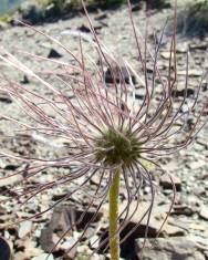 Fotografia da espécie Anemone alpina subesp. alpina