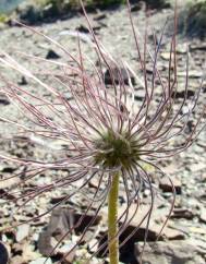 Anemone alpina subesp. alpina