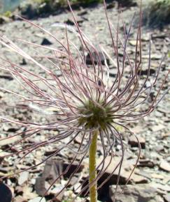 Fotografia da espécie Anemone alpina