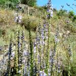 Fotografia 3 da espécie Anarrhinum bellidifolium do Jardim Botânico UTAD