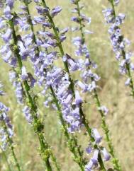 Anarrhinum bellidifolium