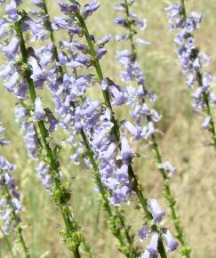 Fotografia da espécie Anarrhinum bellidifolium