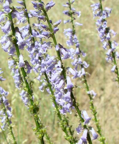 Fotografia de capa Anarrhinum bellidifolium - do Jardim Botânico