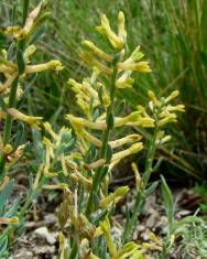 Fotografia da espécie Thymelaea pubescens subesp. pubescens