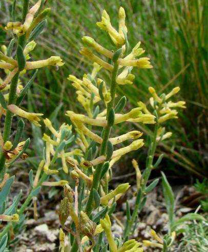 Fotografia de capa Thymelaea pubescens subesp. pubescens - do Jardim Botânico