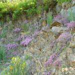 Fotografia 1 da espécie Saponaria ocymoides do Jardim Botânico UTAD